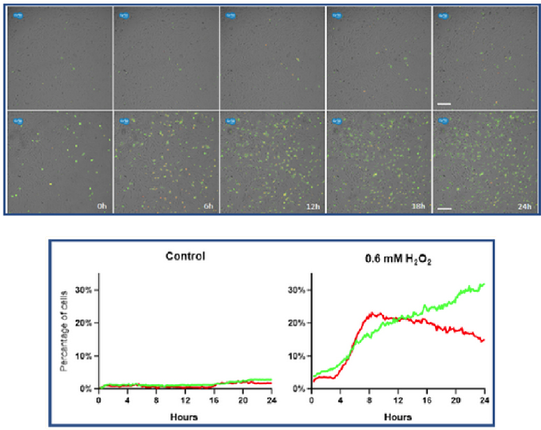 Axion CytoSMART Lux3(ni)ȫԄӼ(x)ϵy(tng)ɹ⼚(x)x ƽ
