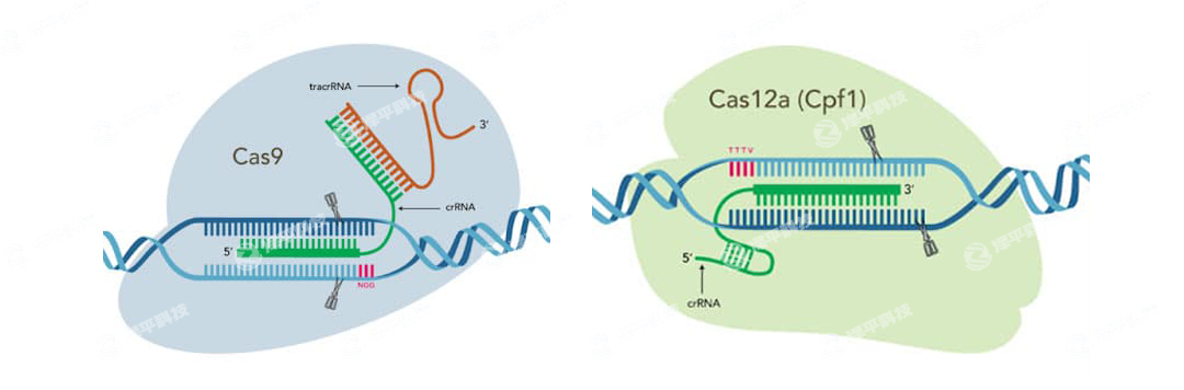 IDT Alt-R CRISPR-Cas9CRISPR-Cas12a (Cpf1) ݋ϵy(tng)ߴ̱ƽ